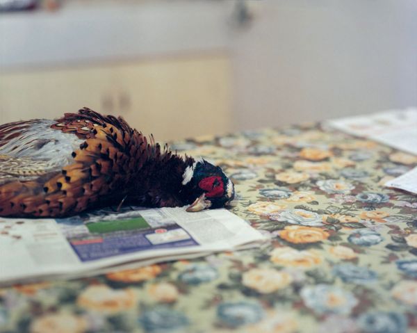 © Francesco Neri - Image from the trophy and treasure photography project