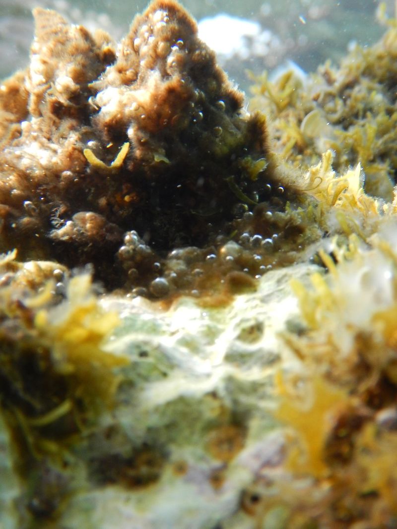 © Aliki Peterson - Image from the Swell photography project