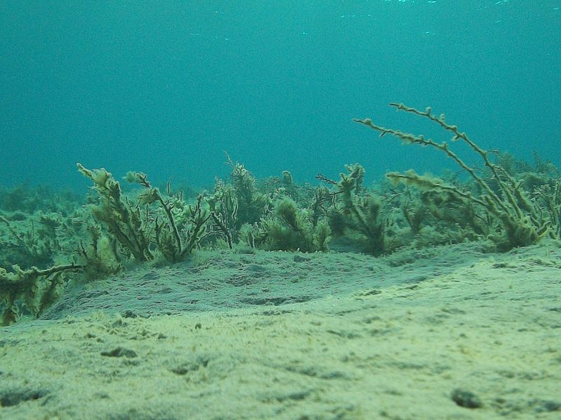 © Aliki Peterson - Image from the Swell photography project