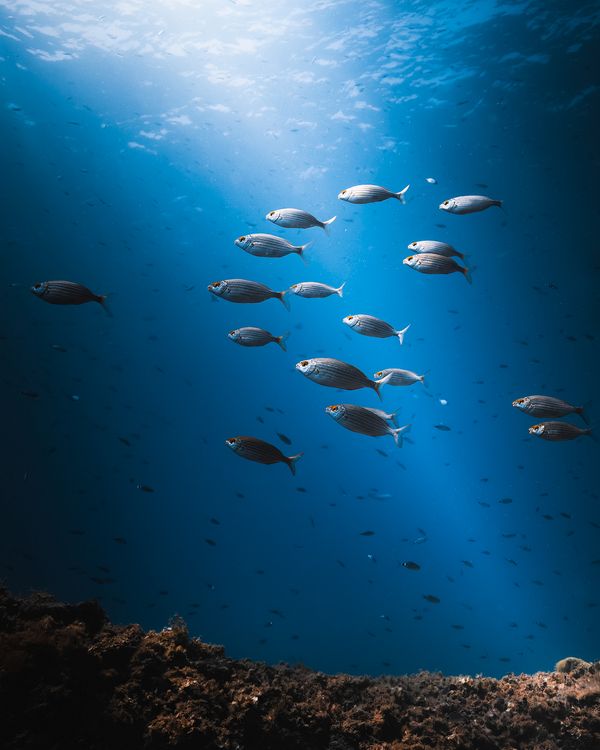 © Sina Ritter - Childhood Dreams