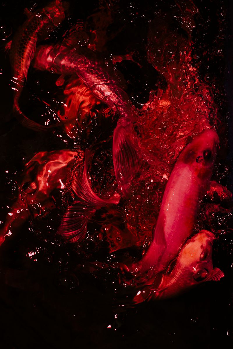 © Prin Rodriguez - Heartbeats Above the Sea.