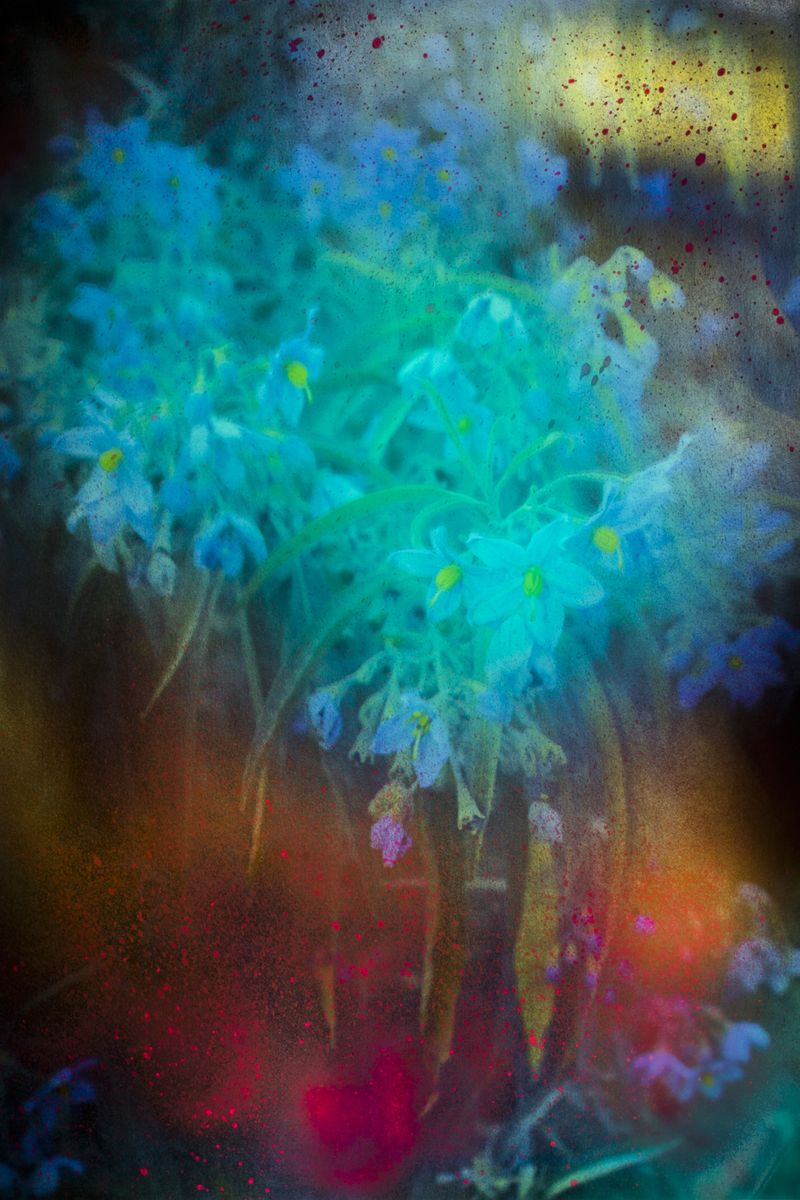 © Prin Rodriguez - Flowers of Vilca.