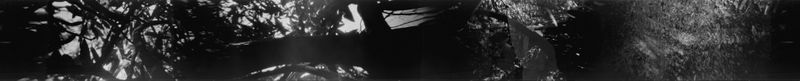 © Harry Oliver - Image from the If a tree falls photography project