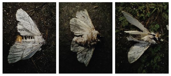© Harry Oliver - Gazalina moths found in the Himalayas. Infamous in this area for the potentially blinding hairs on their backs.