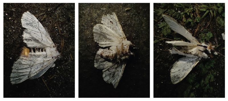 © Harry Oliver - Gazalina moths found in the Himalayas. Infamous in this area for the potentially blinding hairs on their backs.