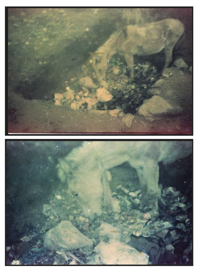 © Harry Oliver - A horse on the mountain eats from a waste dump.