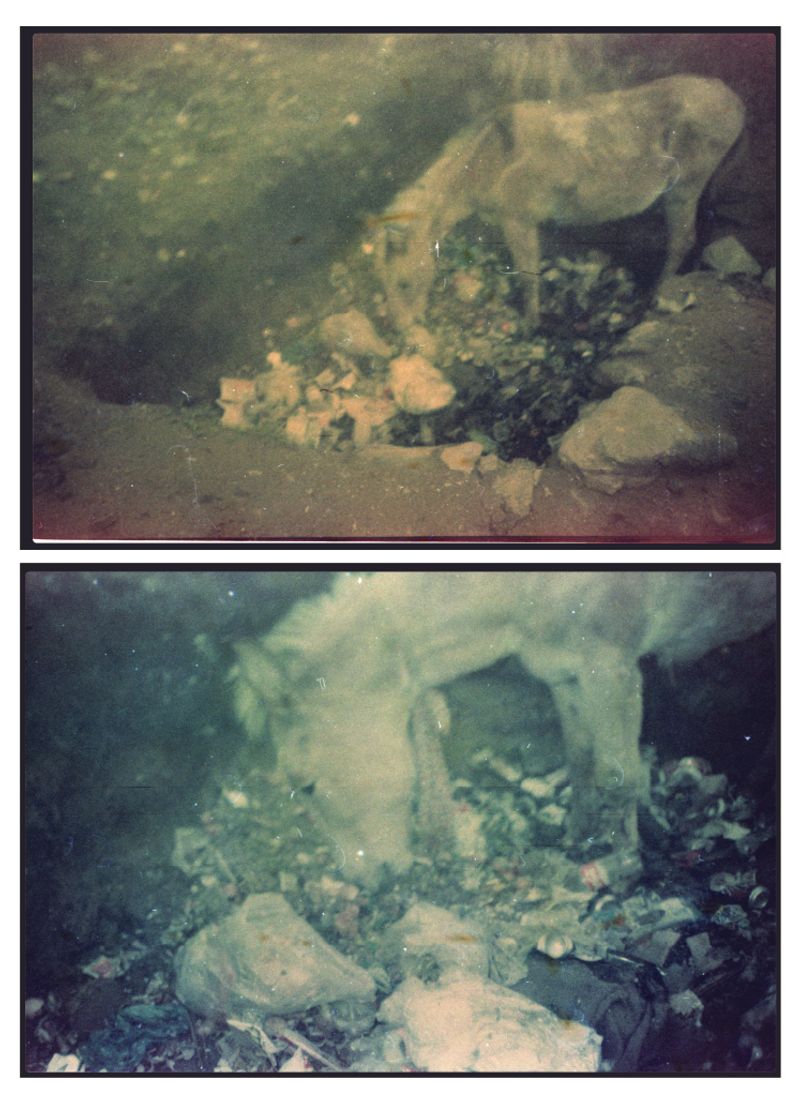 © Harry Oliver - A horse on the mountain eats from a waste dump.