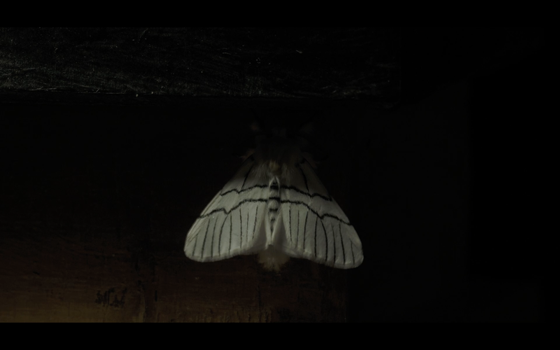 © Harry Oliver - Still of a Gazalina moth from 'future archaeologies' documentary WIP (link at bottom of application)