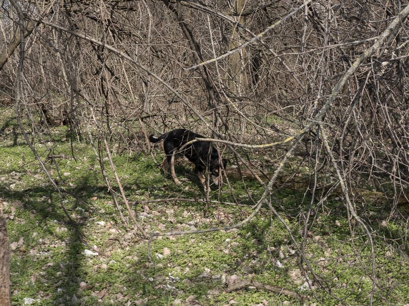 © Michal Adamski - Ásotthalom. Hungarian-Serbian border.