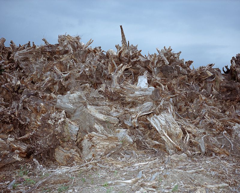 © Michal Adamski - The roots left after the construction of highway.
