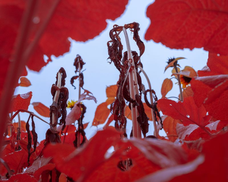 © Michal Adamski - Image from the As the water covers the land photography project