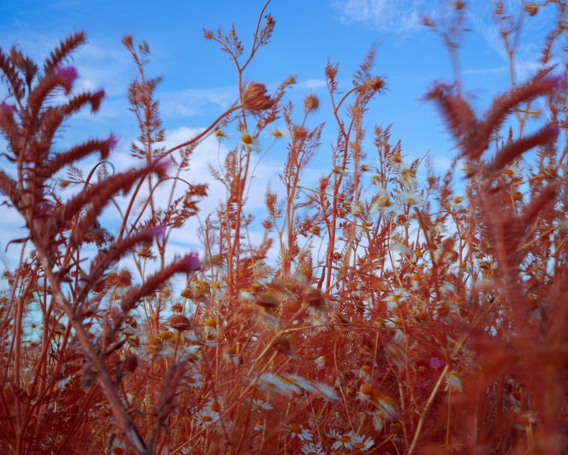 © Michal Adamski - Image from the As the water covers the land photography project