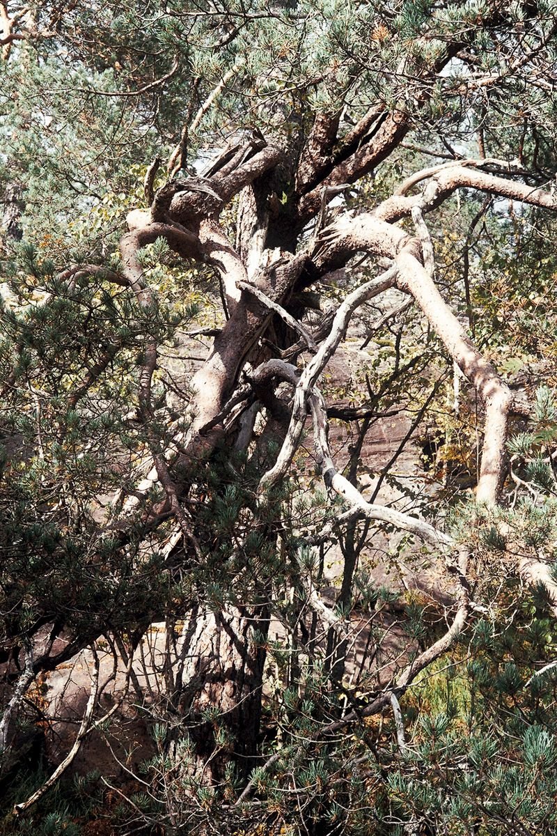 © Agnieszka Gotowała - Image from the Crystal Abyss photography project