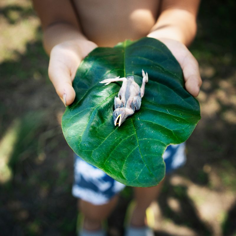 © Takako Kido - Baby Bird