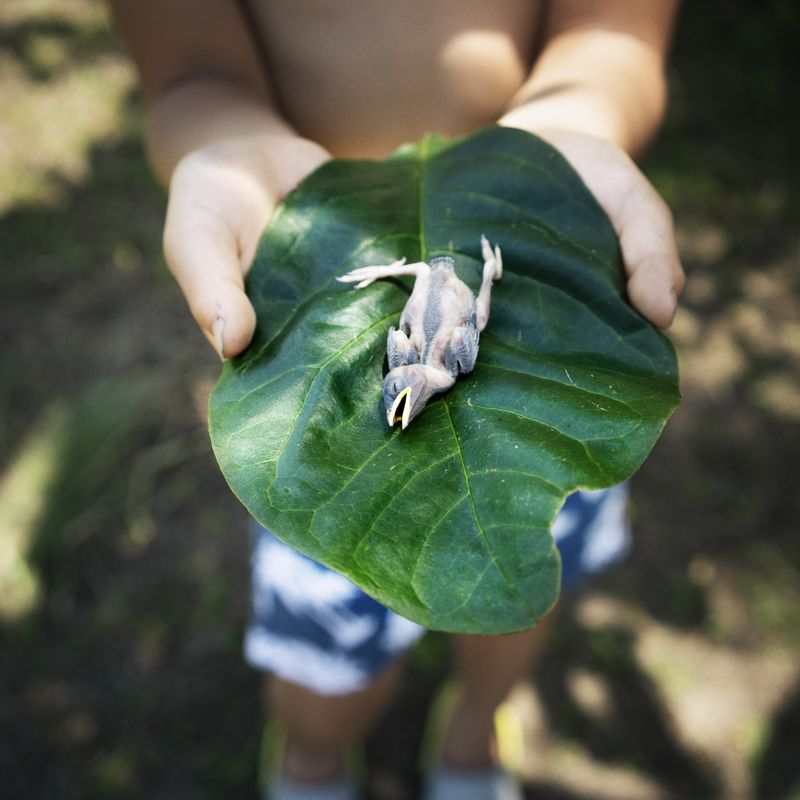 © Takako Kido - Baby Bird