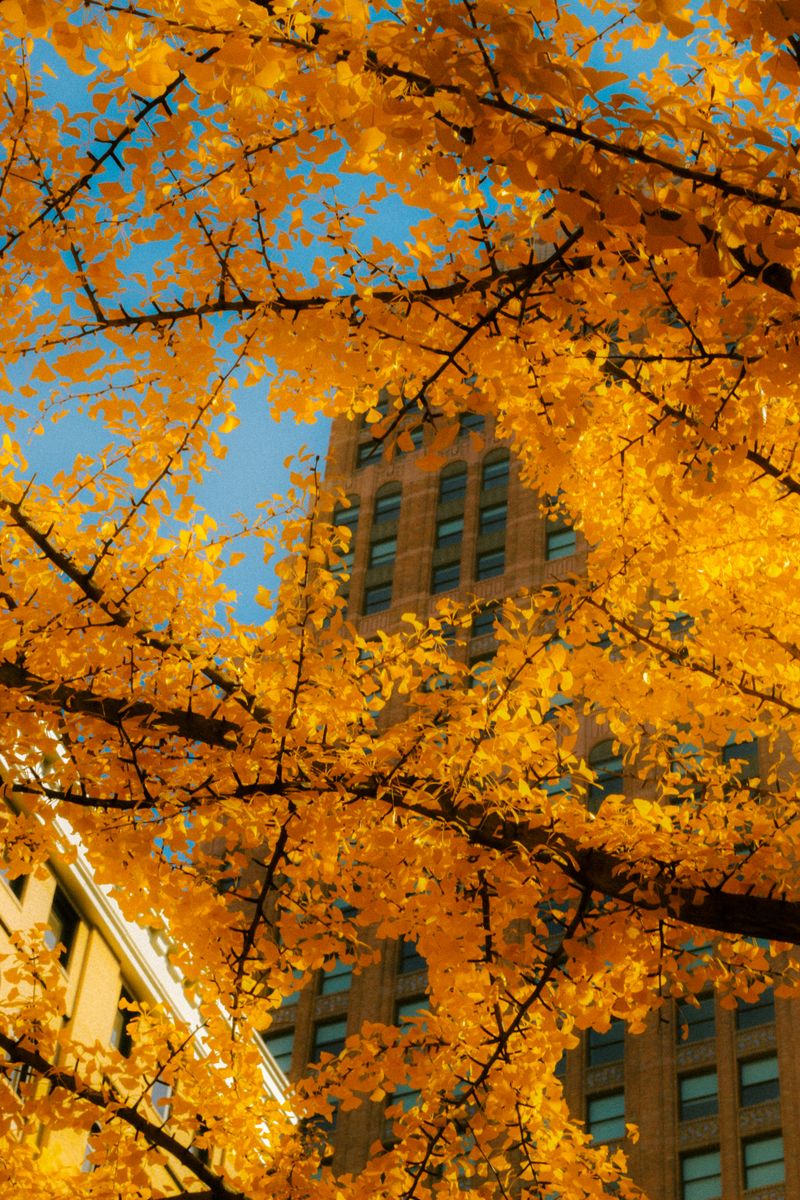 © Mesgana Berhane - Image from the Autumn in one of "The Most Dangerous Cities in America": Godspeed to You photography project