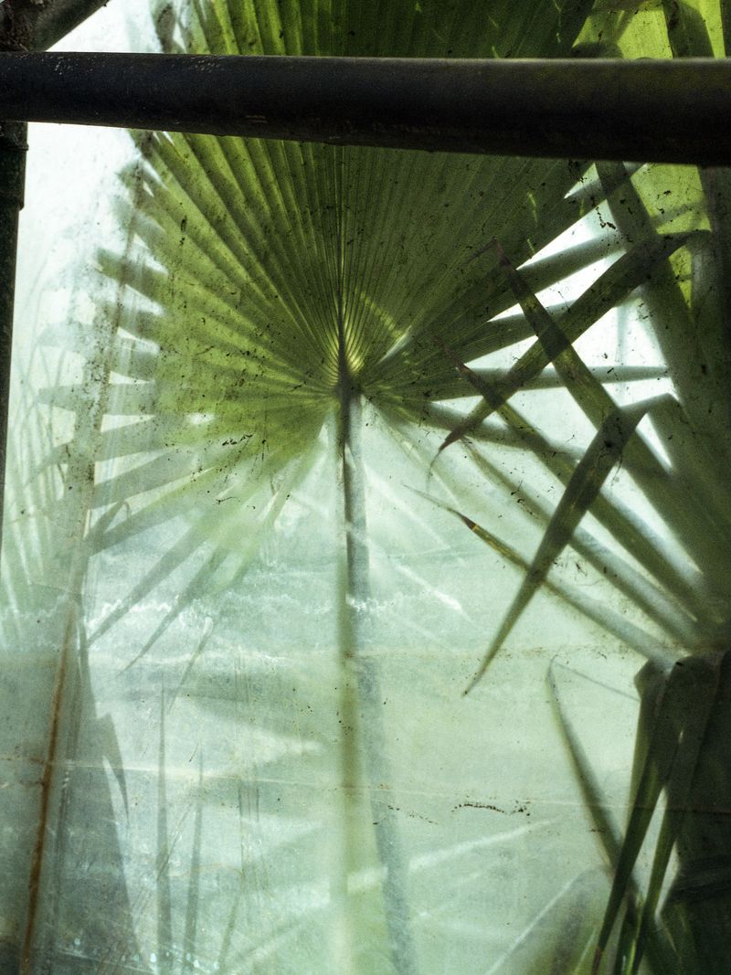 © Greta Valente - Image from the Come un fiore senza terra photography project