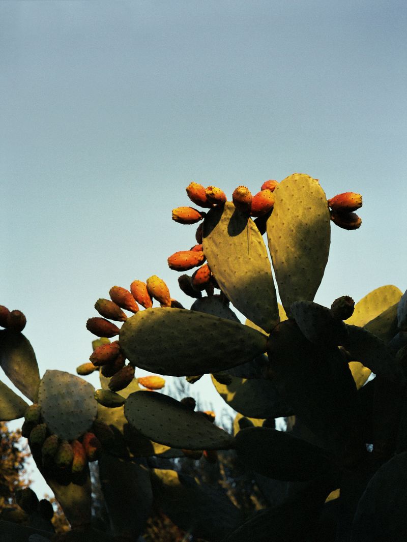 © Greta Valente - Image from the Come un fiore senza terra photography project