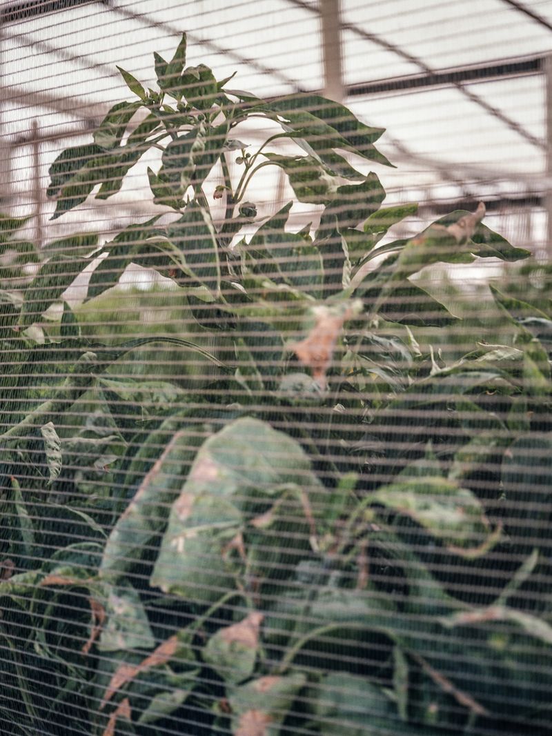 © Greta Valente - Image from the Come un fiore senza terra photography project