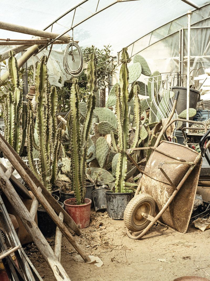 © Greta Valente - Image from the Come un fiore senza terra photography project