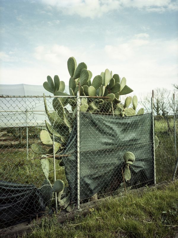 © Greta Valente - Image from the Come un fiore senza terra photography project