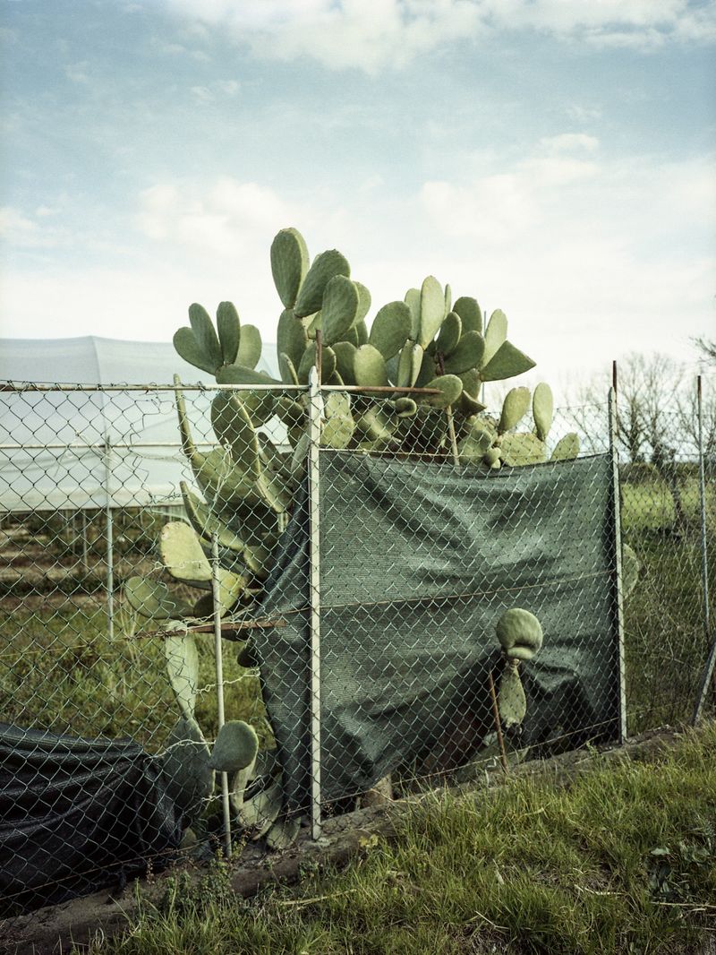 © Greta Valente - Image from the Come un fiore senza terra photography project