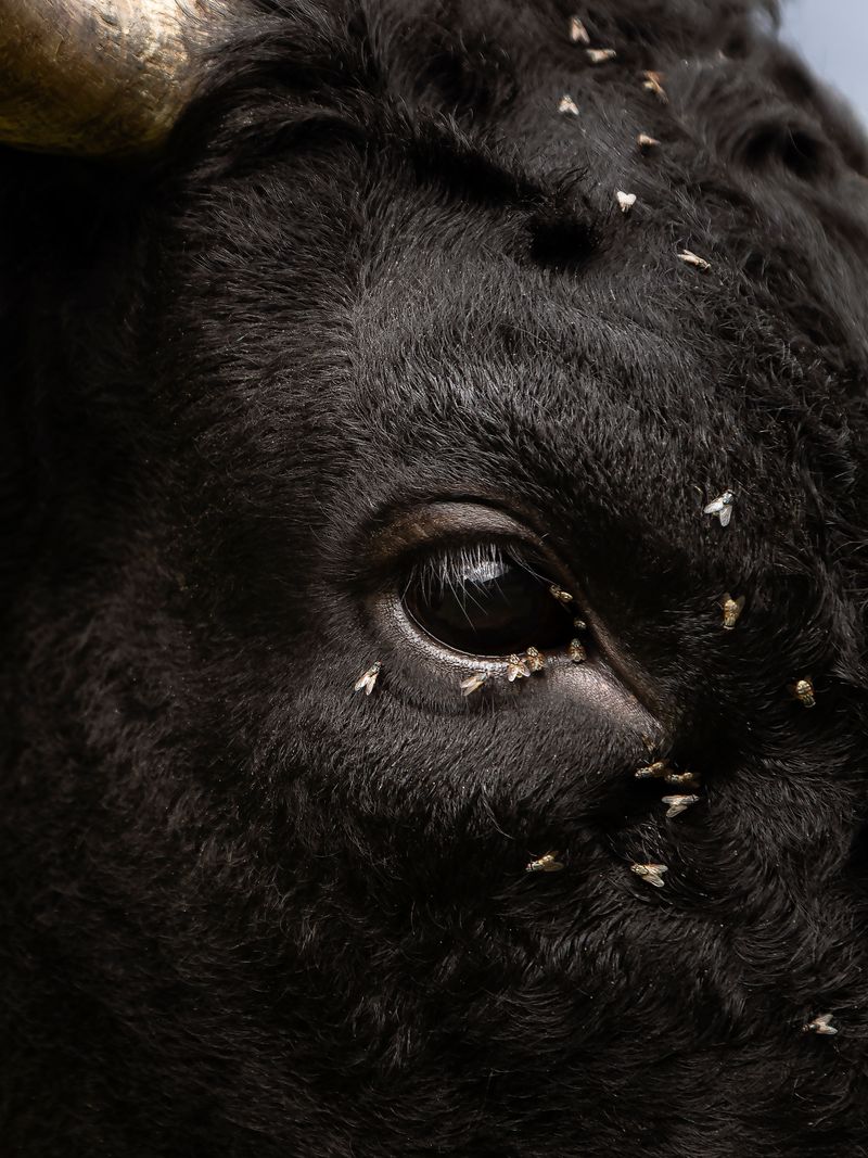 © Greta Valente - Image from the It takes all kinds photography project