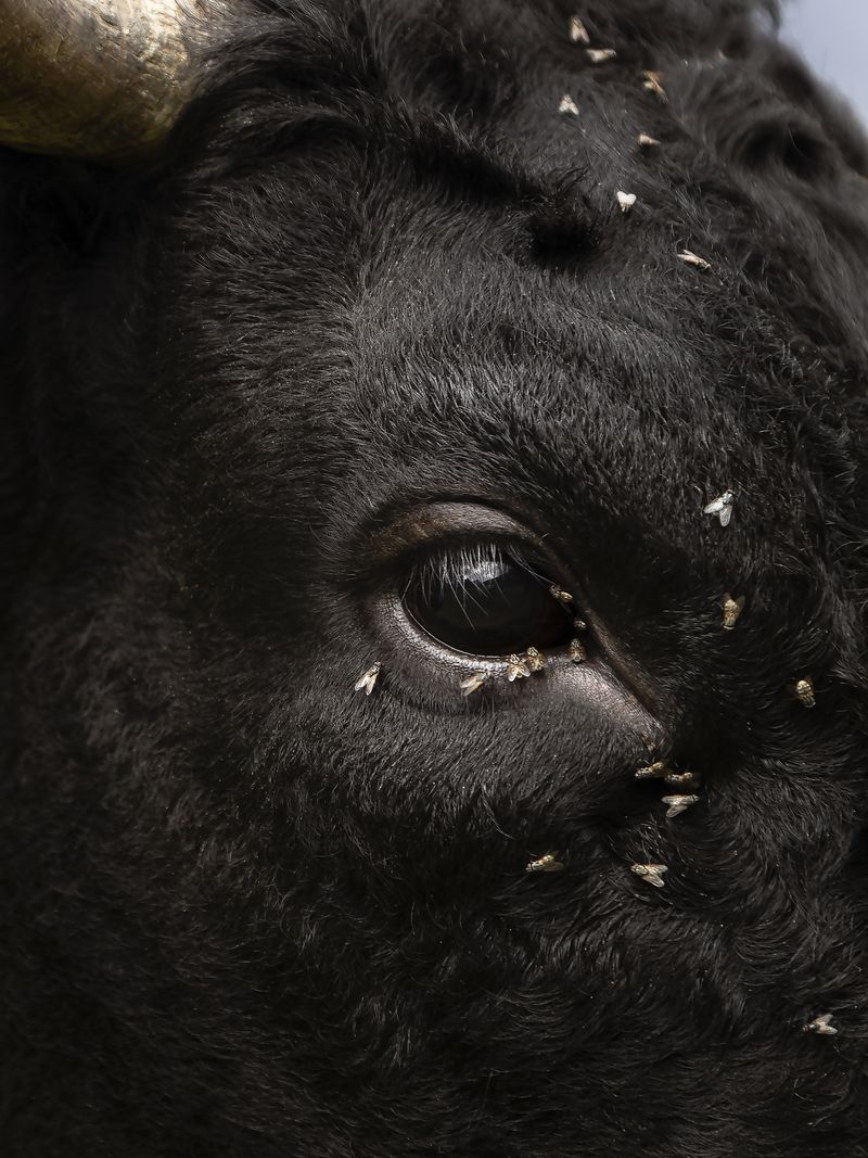 © Greta Valente - Image from the It takes all kinds photography project