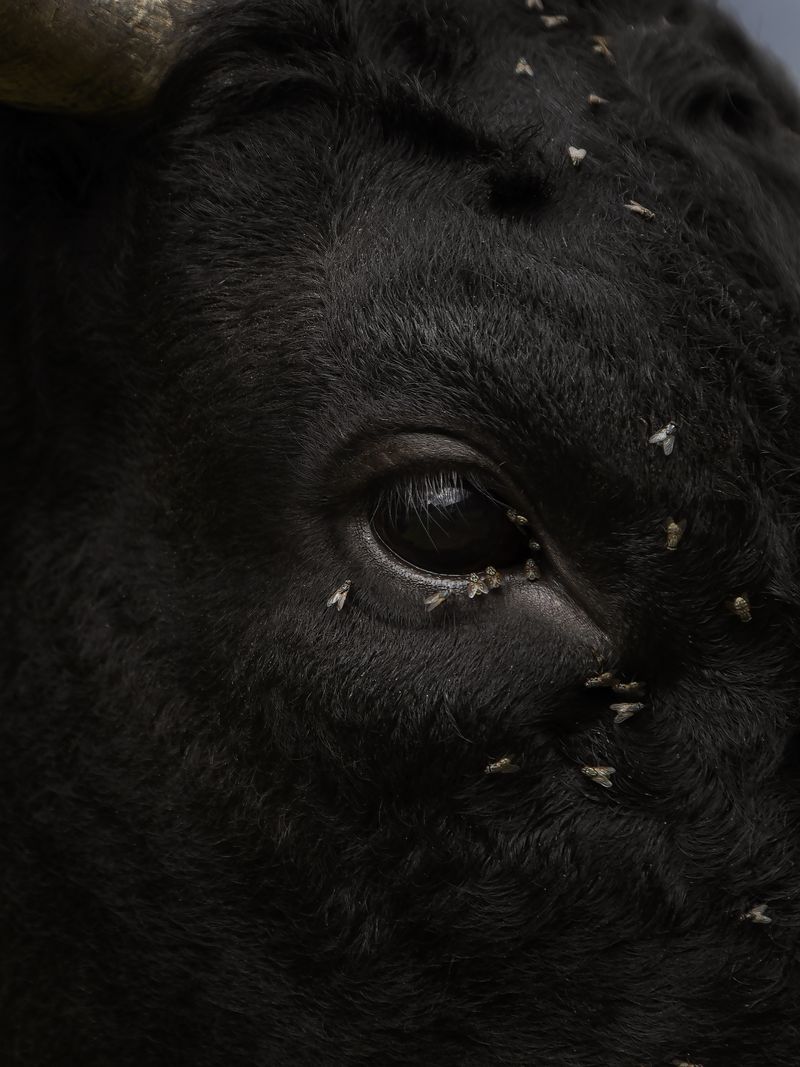 © Greta Valente - Image from the It takes all kinds photography project