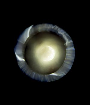 Planet Agar Agar