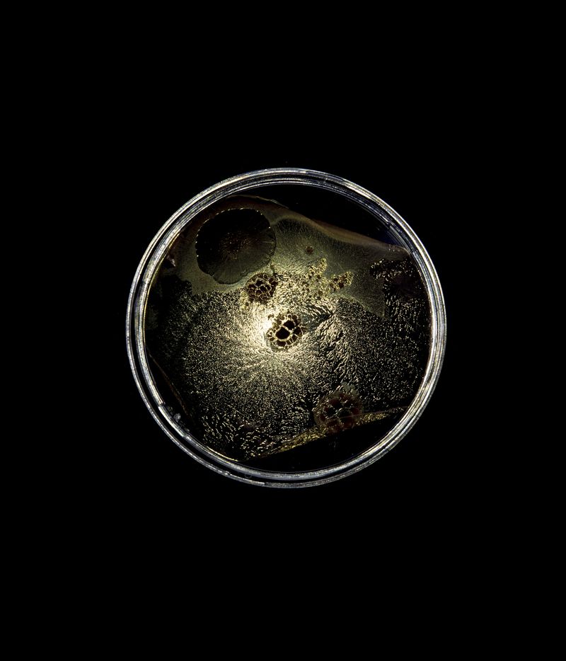 © Niccolò Quaresima - Image from the Planet Agar Agar photography project