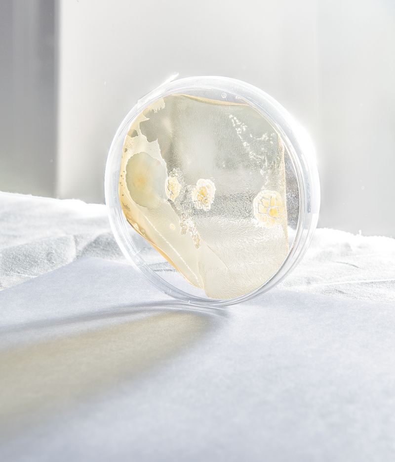 © Niccolò Quaresima - Image from the Planet Agar Agar photography project