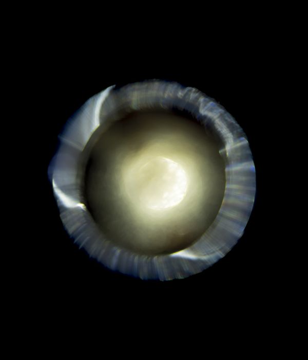 © Niccolò Quaresima - Image from the Planet Agar Agar photography project