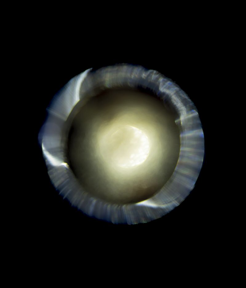 © Niccolò Quaresima - Image from the Planet Agar Agar photography project