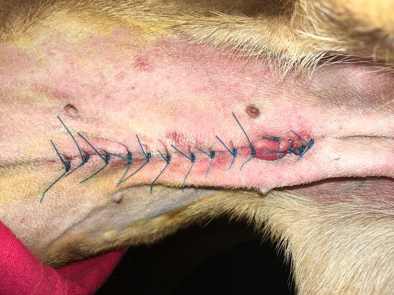 © Agnieszka Sejud - Image from the Mimesis photography project