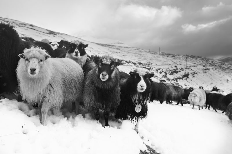 © Guillem Trius - Image from the Føroyar photography project