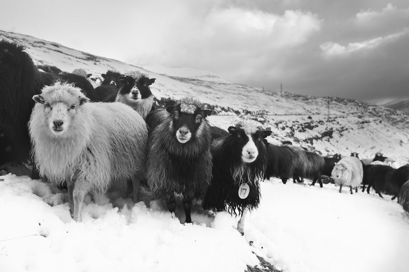 © Guillem Trius - Image from the Føroyar photography project