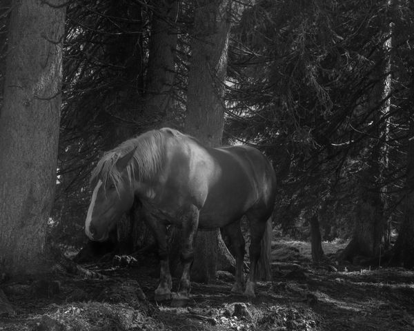 © rick van der klooster - Image from the A Conversation between the Mountain and the River photography project