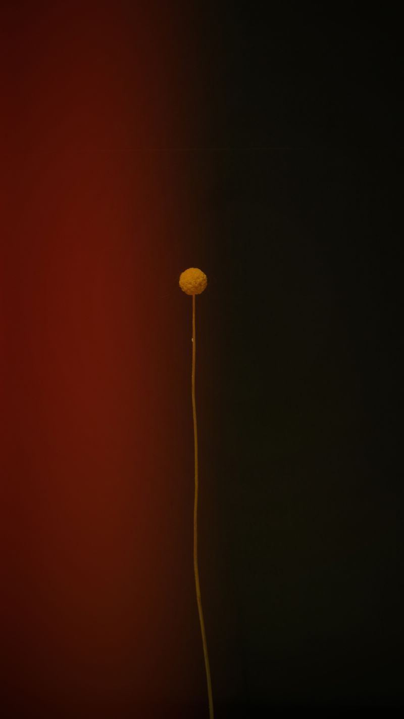 © Bahar Tusi - Image from the Silent Elegy photography project