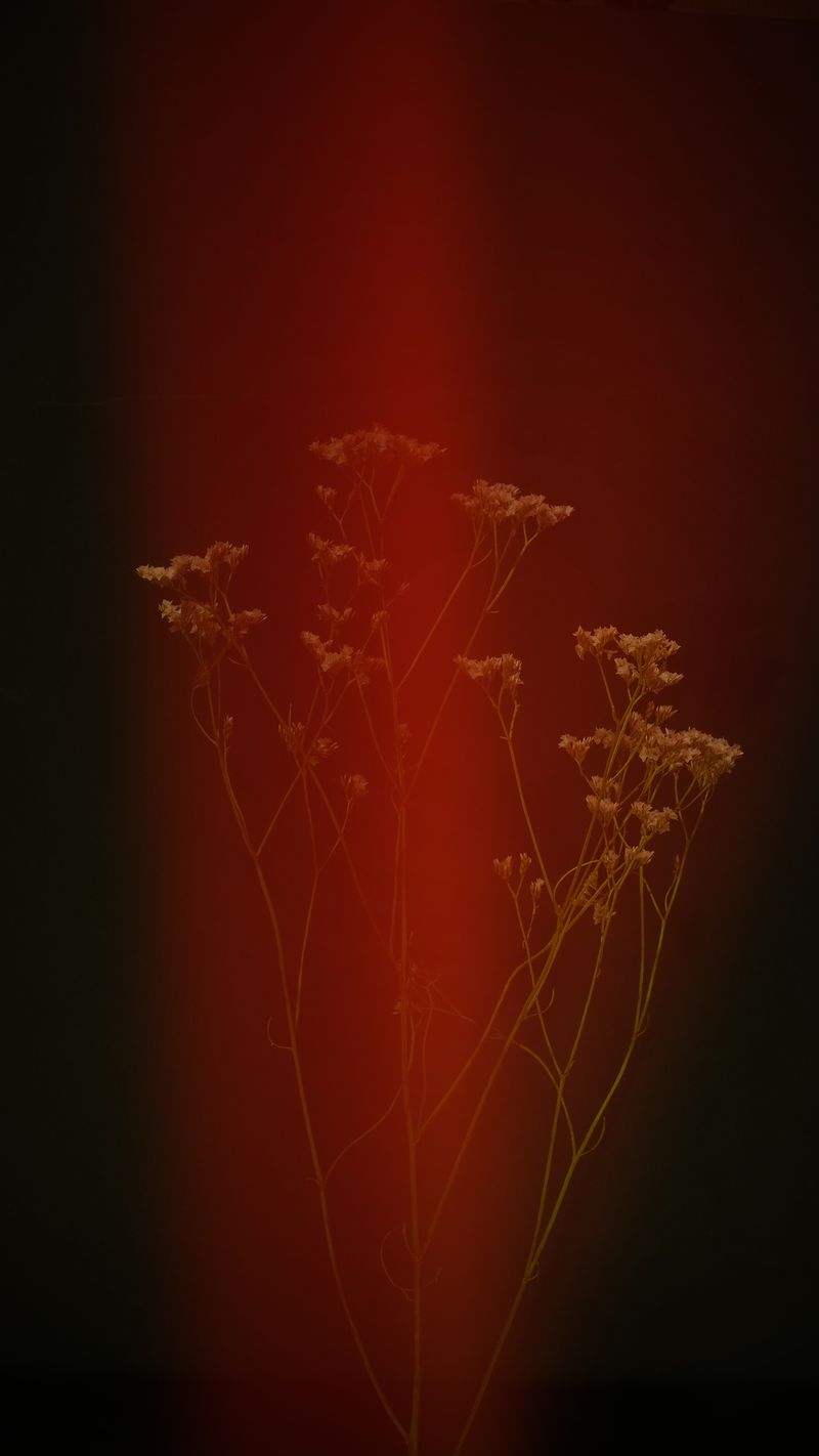 © Bahar Tusi - Image from the Silent Elegy photography project