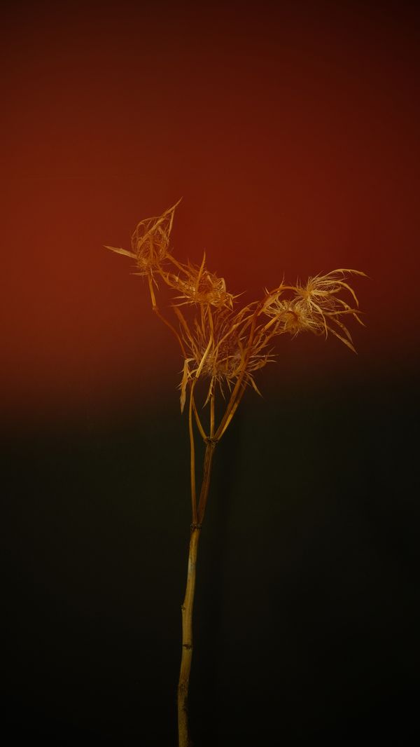 © Bahar Tusi - Image from the Silent Elegy photography project
