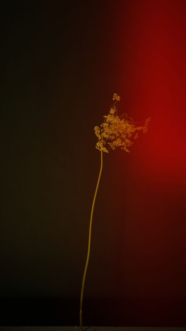 © Bahar Tusi - Image from the Silent Elegy photography project