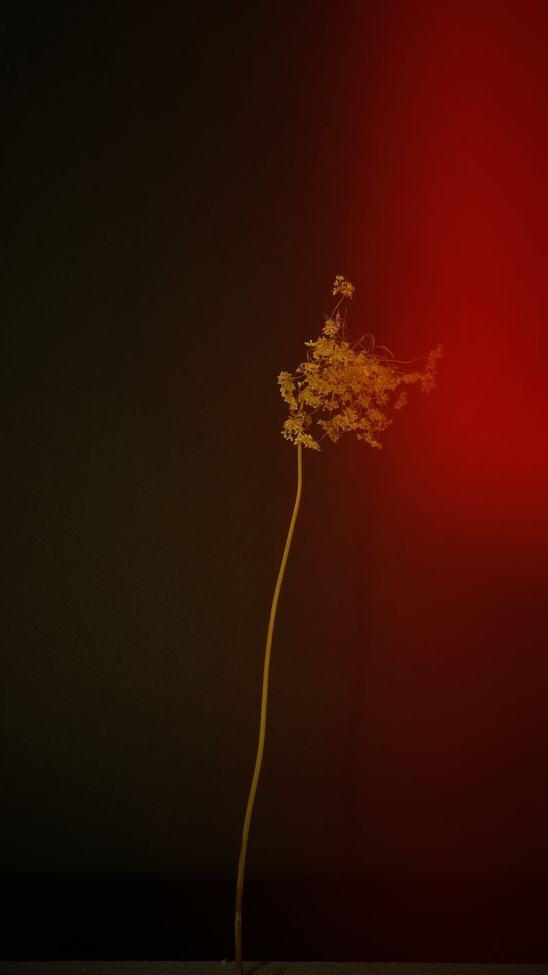 © Bahar Tusi - Image from the Silent Elegy photography project