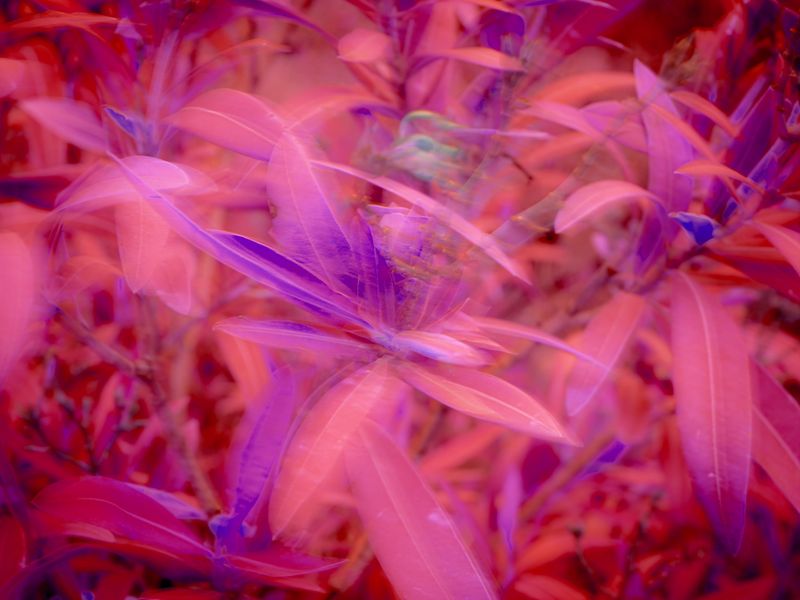 © Martin de Haan - Image from the Voix/Voices photography project