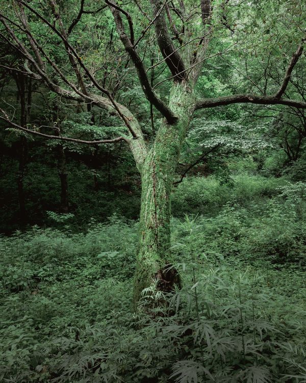 © Jixuan Li - The green tree