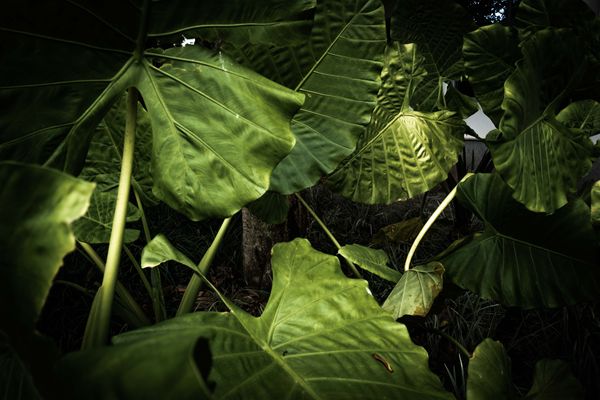 © Jixuan Li - Green