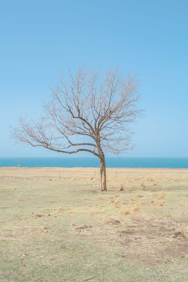 © Jixuan Li - A lonely tree