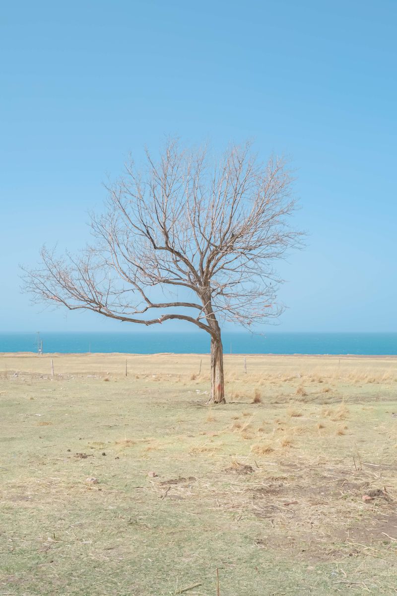 © Jixuan Li - A lonely tree
