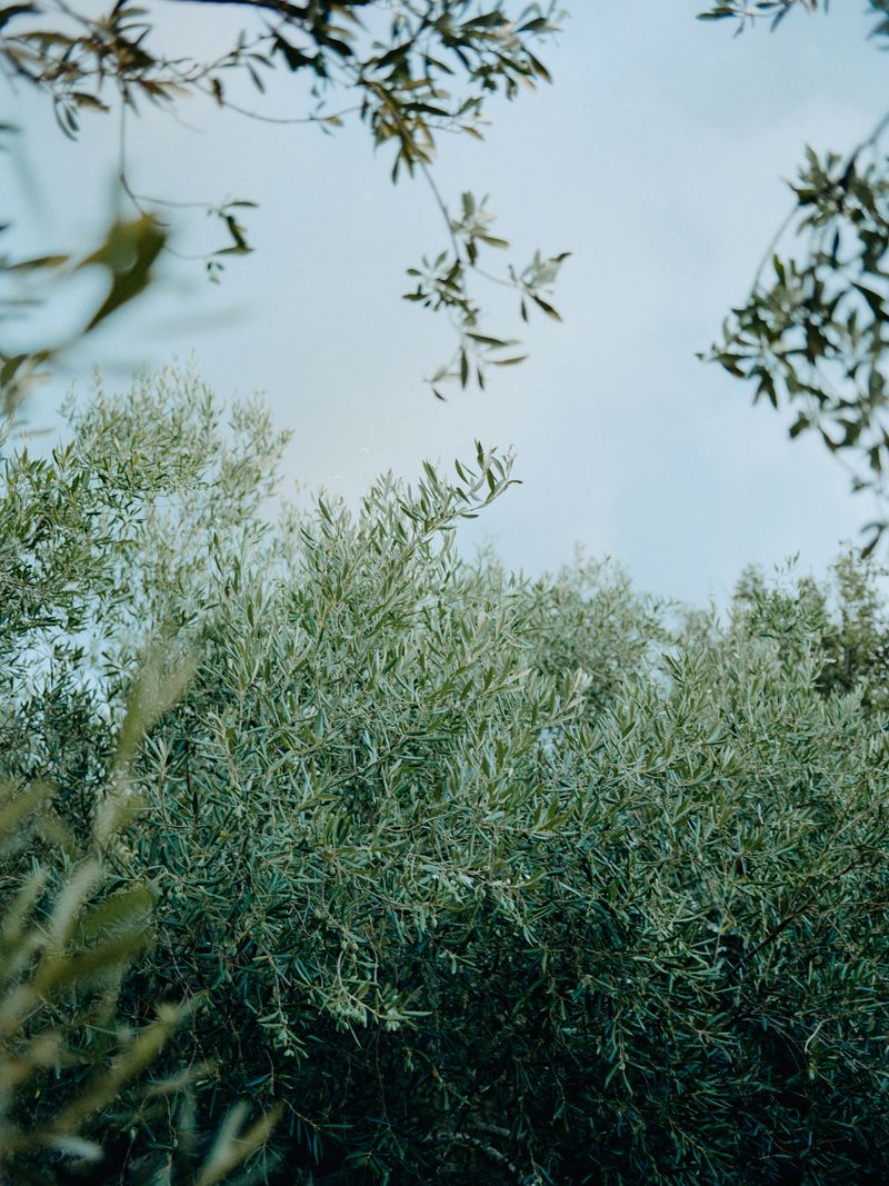 © Nikola Saev - Olive trees in the wind, travelling