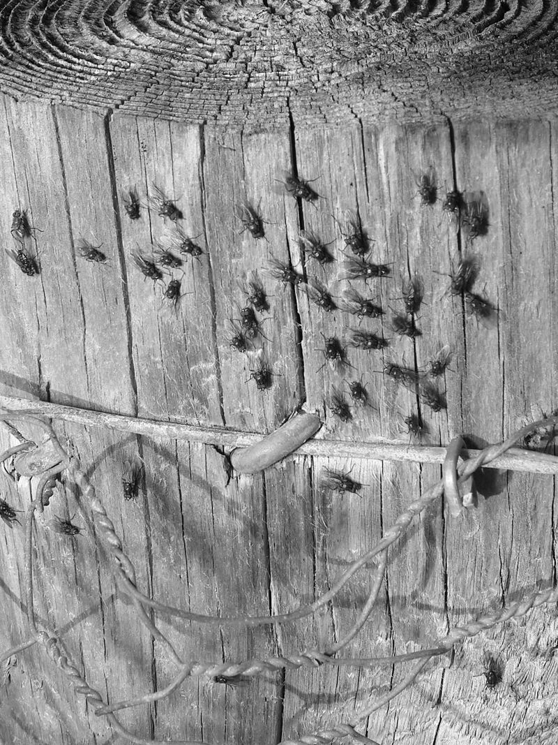 © Willie Franklin - Image from the Middle Distance photography project